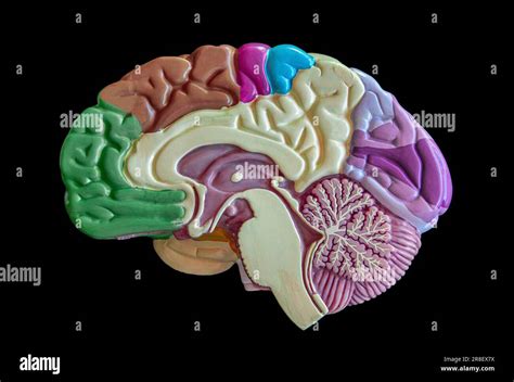 Anatomical model of a cross section of the human brain. Intelligence ...