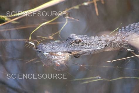 Photograph | Alligator Eating Fish | Science Source Images