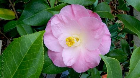 31 best images about GARDEN - CAMELLIAS (ZONE 6 - COLD HARDY) on ...