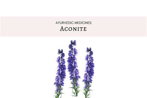 Benefits Of Aconite (Including Dosage And Side Effects)