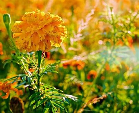 How Much Sun Do Marigolds Need? - Easy Balcony Gardening