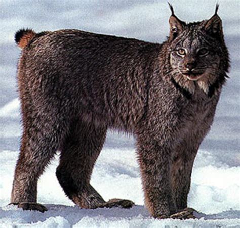 The Canada Lynx | HubPages