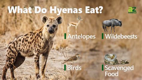 What Is The Bite Force Of A Hyena? - A-Z Animals