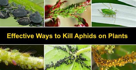 Aphids on Plants: Effective Ways to Kill Aphids (With Pictures)