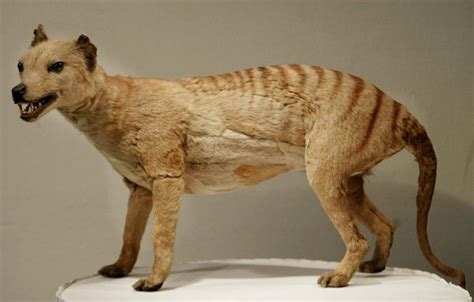 Science Could Bring Extinct Tasmanian Tiger Back Through Cloning