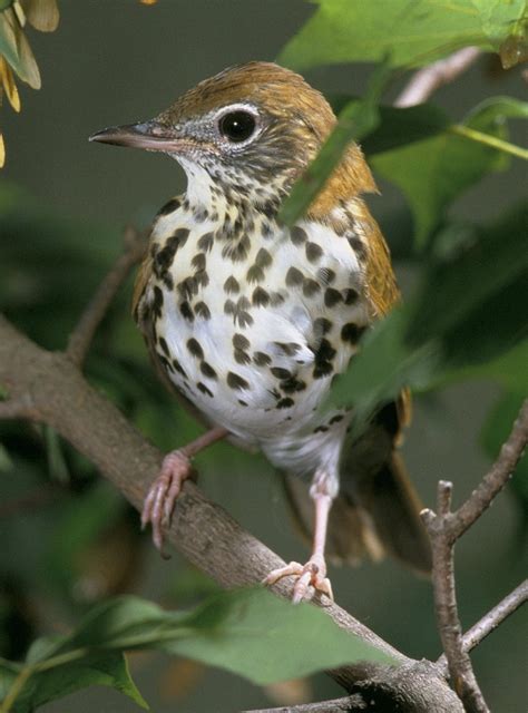 Wood Thrush Facts, Habitat, Diet, Migration, Song Video, Pictures