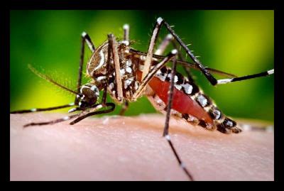 What is Dengue Hemorrhagic Fever? - The Borgen Project