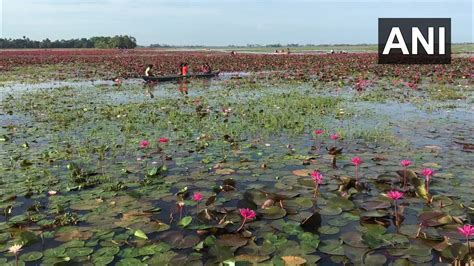 Kerala: Kottayam's Malarikkal paddy fields turns in sea of pink with water lilies in full bloom