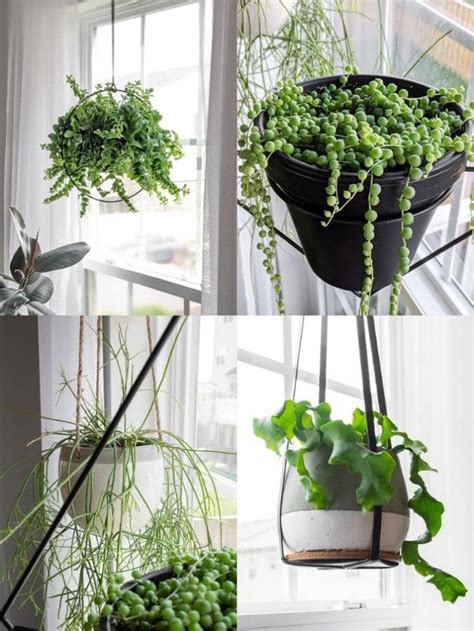 16 of the Best Indoor Hanging Plants: Stunning Trailing Houseplants!