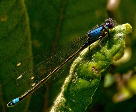 DAMSEL FLY -- DSC02239 | Lance Nix | Flickr