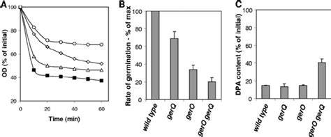 Germination of spores of C. perfringens antiporter mutant strains with ...