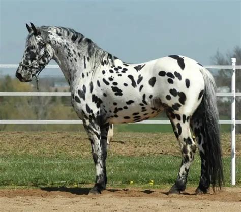 140 Appaloosa Horse Names - The Paws