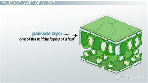 Spongy Mesophyll Cell Diagram