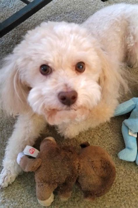 REHOMED - Rudy - Bichon Frise Poodle Mix in Austin TX