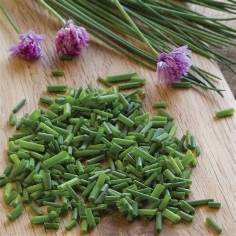 Chives - Seeds - The Veggie Gardener