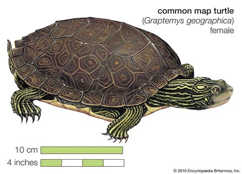 最大59％オフ！ Encyclopedia of Turtles seedpotatoes.com.au