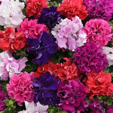 Bulk Petunia Seeds 1,000 Pelleted Petunias Double Cascade Mix