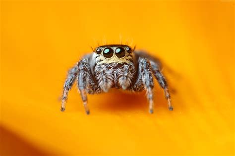 Jumping spider HD Wallpapers | 7wallpapers.net