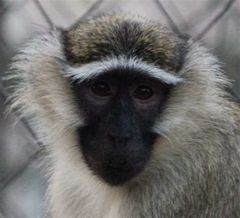 Photos: Adorable and Amazing Guenon Monkey Faces | Monkey face, Monkey ...