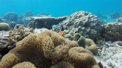 El Nido snorkeling: A complete guide to the crystal clear waters of Palawan