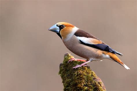 Hawfinch