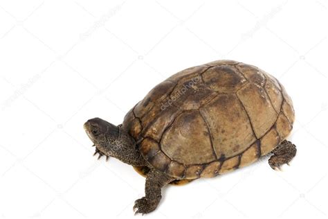 Coahuilan Box Turtle Stock Photo by ©fivespots 25857659