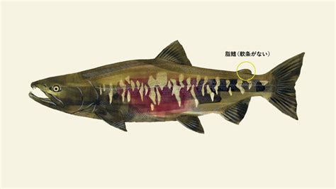 脂びれ – 鮭と鰻のWeb図鑑 Web Dictionary of Salmon and Eels