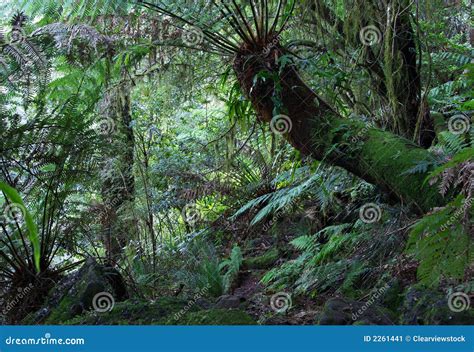 Rainforest ferns stock image. Image of nature, rainforest - 2261441