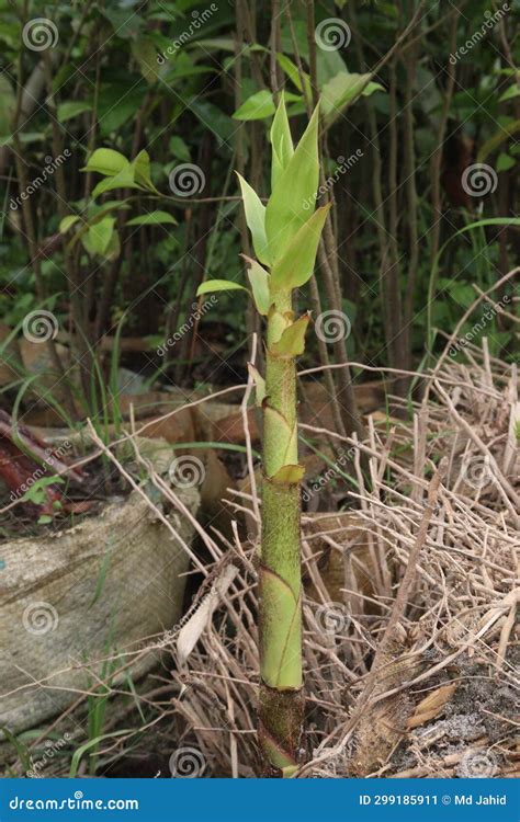 Bamboo Sprouts on Farm for Plantation Stock Image - Image of beautiful, garden: 299185911