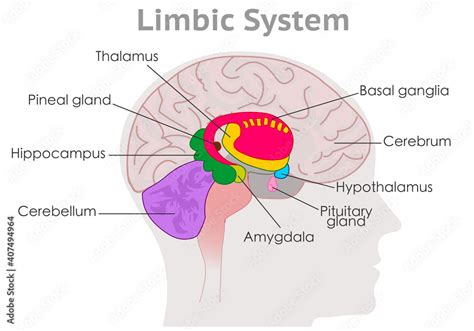 Limbic system parts anatomy. Human brain cross section. Explanations. Hypothalamus, thalamus ...