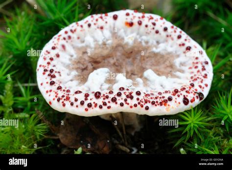 Bleeding tooth fungus / (Hydnellum peckii Stock Photo - Alamy