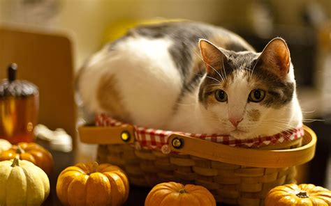 Cats And Thanksgiving Wallpapers - Wallpaper Cave