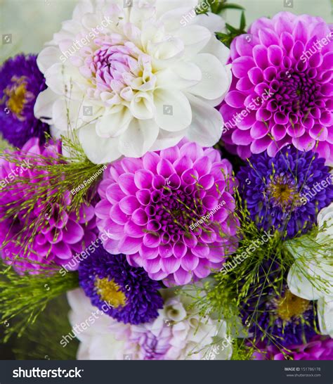 Bouquet Of Violet Aster Flowers Stock Photo 151786178 : Shutterstock