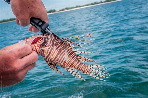 «Cutting The Lionfish Spines» del colaborador de Stocksy «Shane Gross» - Stocksy