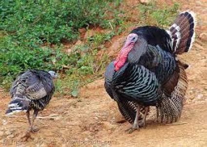 Turkey Bird - Facts about Turkey Bird