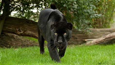 Black Panther Animal Wallpapers - Wallpaper Cave