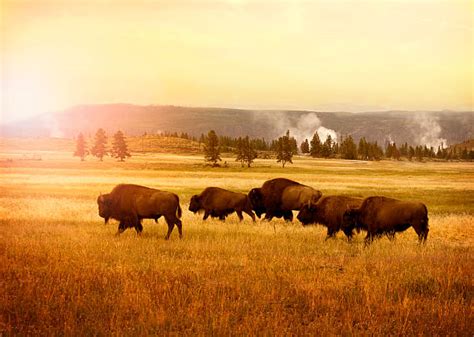 8,500+ American Bison Herd Stock Photos, Pictures & Royalty-Free Images ...