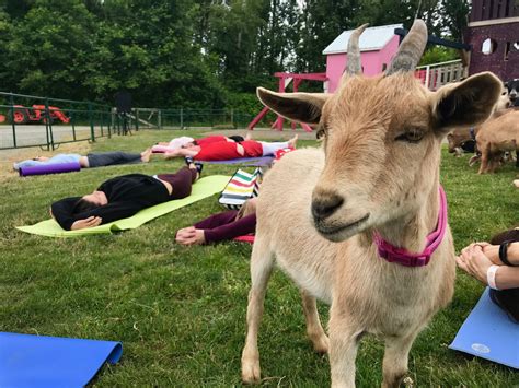 Goat Yoga Is Actually a Thing (I Did It) - Fitness Test Drive