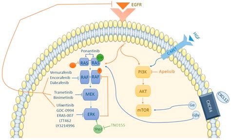 Cancers | Free Full-Text | BRAF Inhibitors in Metastatic Colorectal Cancer and Mechanisms of ...