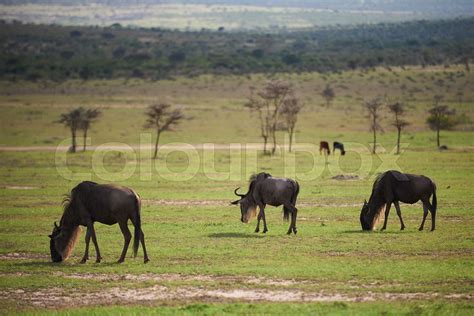 Gnuer på savanne, Afrika, dyr, safari, vilde, | Stock foto | Colourbox