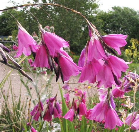 Dierama pulcherrimum 'Rose Pink' - SeedScape