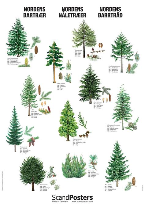 Coniferous Tree Poster – Beautiful poster with trees