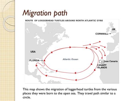 Sea Turtle Migration Summary at taramirahblog Blog