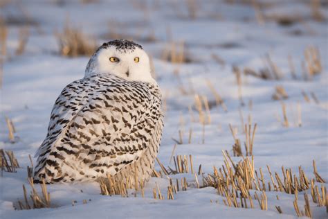 Pennsylvania owl sounds – Global Birding Initiative