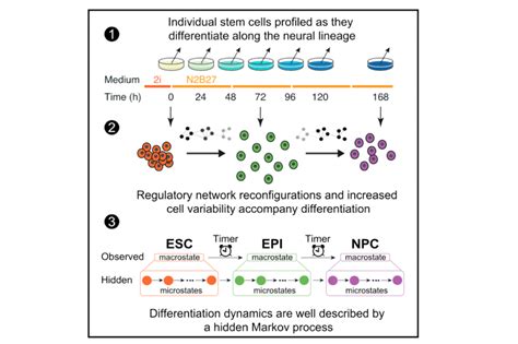 Stem Cell Differentiation as a Non-Markov Stochastic Process — Theoretical Systems Biology Group