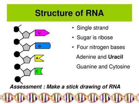 PPT - Structure of RNA PowerPoint Presentation, free download - ID:599571