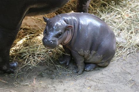 Pygmy Hippo - ZooBorns