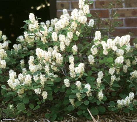 Dwarf Fothergilla (Fothergilla gardenii) | Gardening | Pinterest