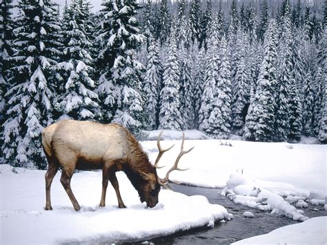 🔥 [50+] Winter Animal Scenes Wallpapers | WallpaperSafari