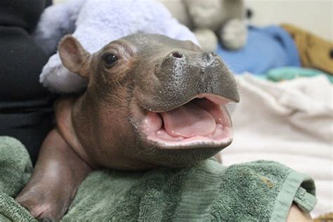 53 Baby Hippos That Will Make Everything Better | Bored Panda